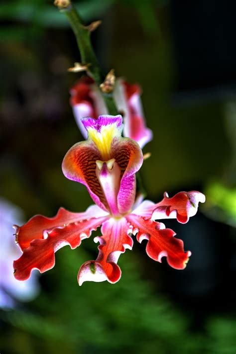 🍓 Orchideen Blumen