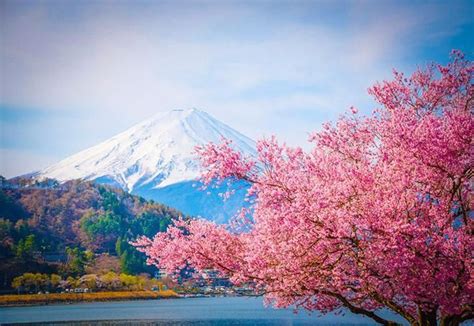 Welcome To Japans Pink World Of Blooming Sakura 2016 Japan Cherry