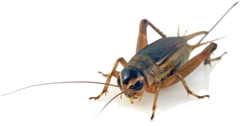 Cricket Insect Png Images Transparent Background Png Play