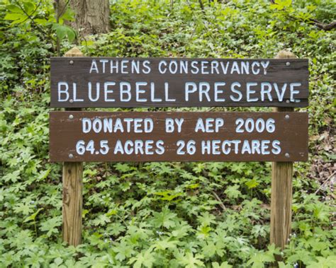 Bluebell Preserve The Athens Conservancy