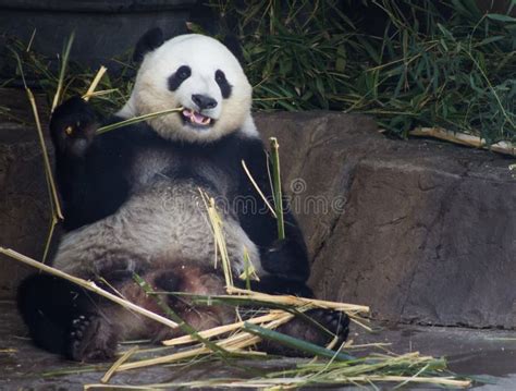 Giant Panda Bear Stock Photo Image Of Nature Panda 98318618