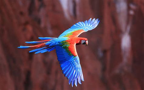 Colorful Birds Flying - We Need Fun