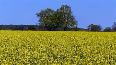 Hd Wallpaper Oilseed Rape Bloom Field Field Of Rapeseeds Yellow