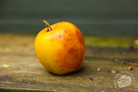 Apple Free Stock Photo Image Picture Rotten Apple Royalty Free