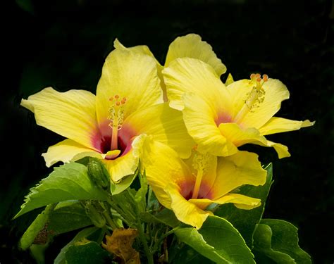 Yellow Hibiscus Hd Wallpaper Background Image