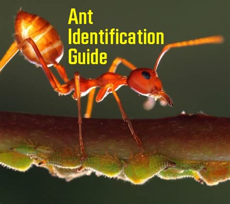 Ant Identification Guide With Photos Owlcation