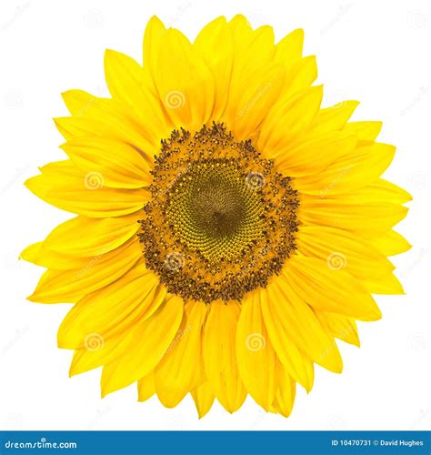 Sunflower Isolated Stock Image Image Of Botany Details 10470731