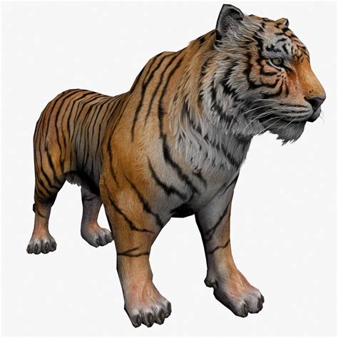Tiger 3d View