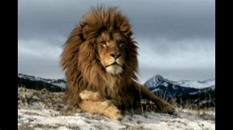 Super Facts About The Wondrous Barbary Lion Youtube