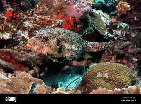 Puffer Fish Swimming On Coral Reef In Indonesia Stock Photo Alamy