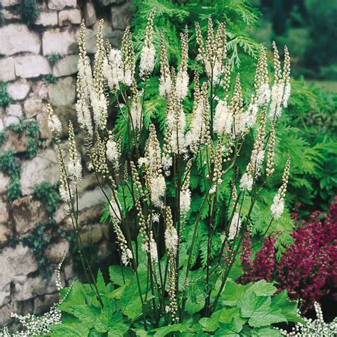 Cimicifuga Racemosa Actaea J Parker Dutch Bulbs