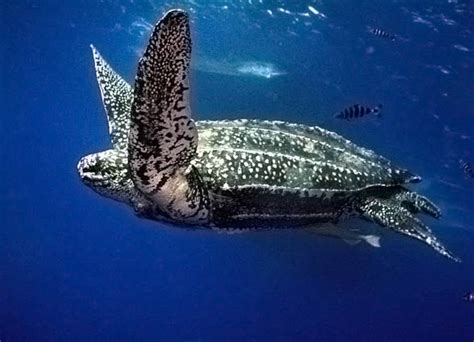 Leatherback Sea Turtle The Largest Turtle