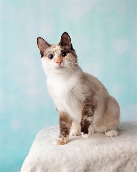 Siamese Mix Cat In Studio Portrait Photograph By Ashley Swanson Fine
