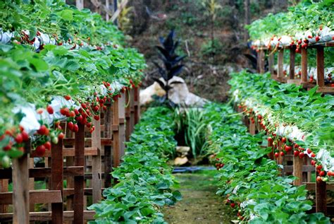 The strawberry farm is situated next to gohtong sport center complex where you can find ample parking and just make a short walk over to the farm. Hotel Seri Malaysia, close proximity to Genting Stawberry ...