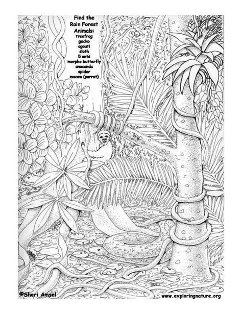 The Amazon Rainforest Hidden Picture Coloring Page