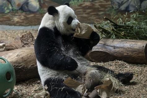 The Only Giant Panda Twins In The Us Celebrate Sixth Birthday Zooborns