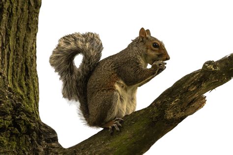 Squirrel On Tree Branch Transparent Png Stickpng