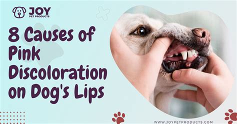 What Causes Thick Lips In Dogs