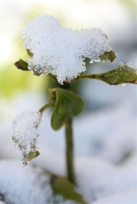 Snow Flower Snow Flower Flowers Macro Photography