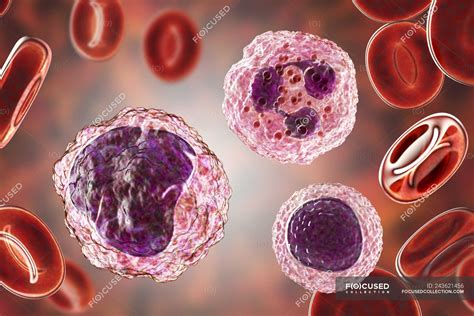 Lymphocyte Monocyte And Neutrophil White Blood Cells In Blood Smear