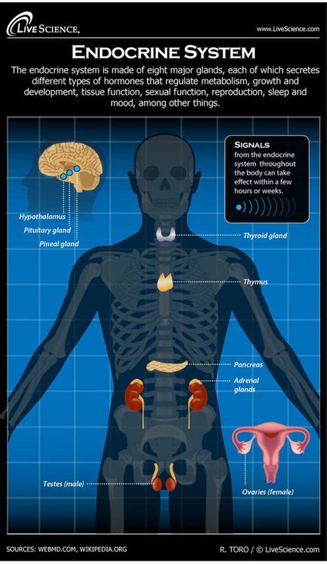 endocrine system facts functions and diseases endocrine system endocrine the endocrine system