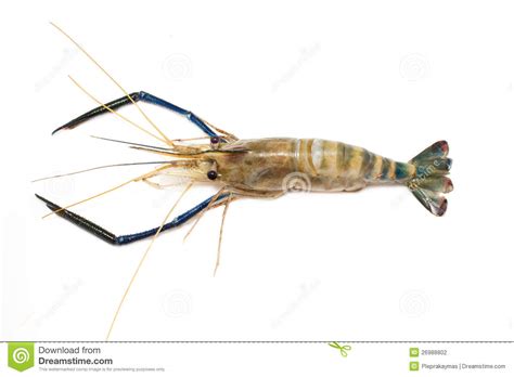 We did not find results for: Giant Freshwater Prawn Stock Photography - Image: 26988802
