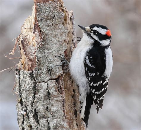 Downy Woodpecker - Birds and Blooms