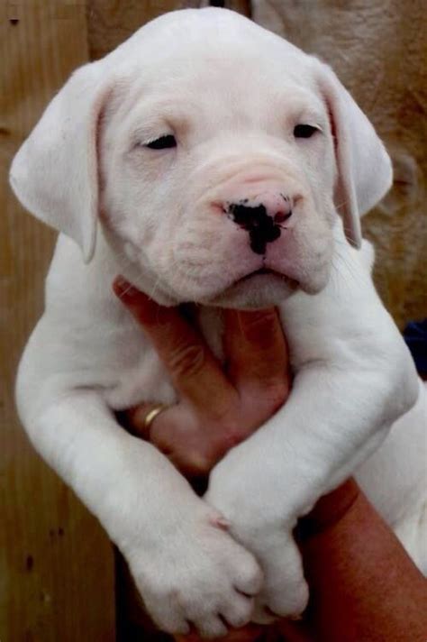 Dogo Argentino Puppy American Bulldog Puppies Pitbull Puppies Baby