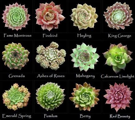 These types of cactus plants and species are perfect for growing at home. Assorted types of succulents #5 | Suculentas, Cactos e ...