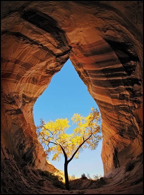 Tree At Cave Entrance Amazing Photo Of The Day Dottech