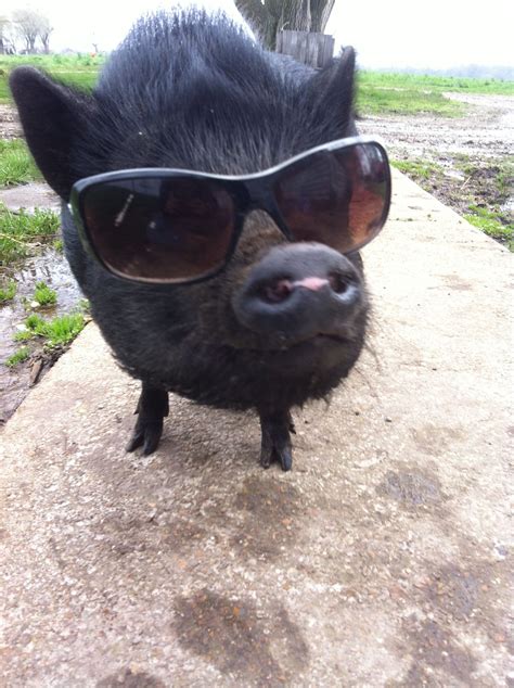Pot Belly Pig In Sunglasses Pot Belly Pigs Pet Pigs Cute Pigs