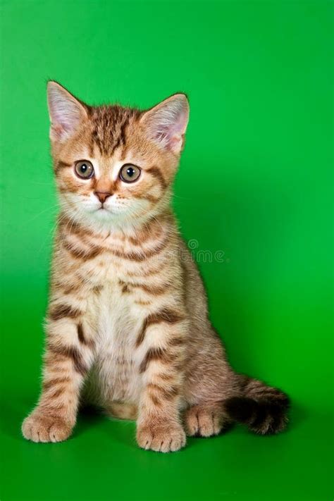 Fluffy Cute Ginger Tabby Kitten Stock Photo Image Of Cute Sitting