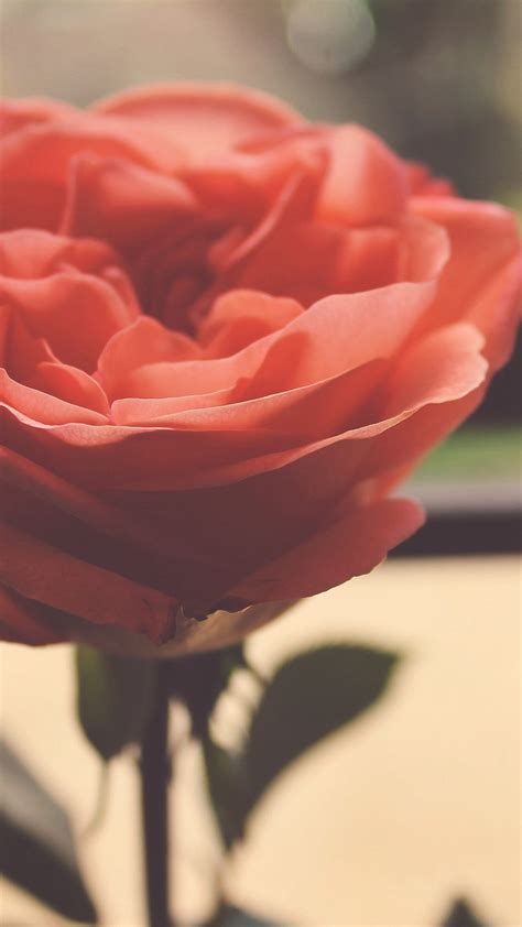 Rose Wallpaper For Iphone 87 Images