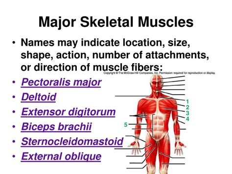 List Of Skeletal Muscles