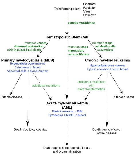 Pathogenesis Of Leukemic Syndromes Eclinpath