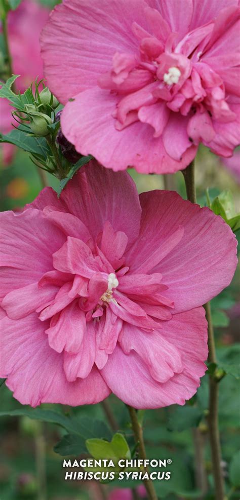 magenta chiffon® rose of sharon hibiscus syriacus proven winners rose of sharon