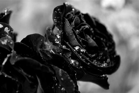 Texture Flower Black Rose Wallpapers Hd Desktop And Mobile Backgrounds