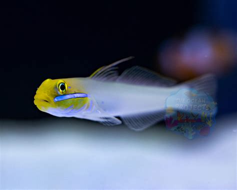 Blue Cheek Goby The Ocean Project
