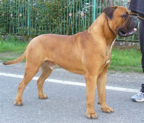Find bullmastiff puppies for sale on pets4you.com. European Bullmastiff | Dogs, Animals