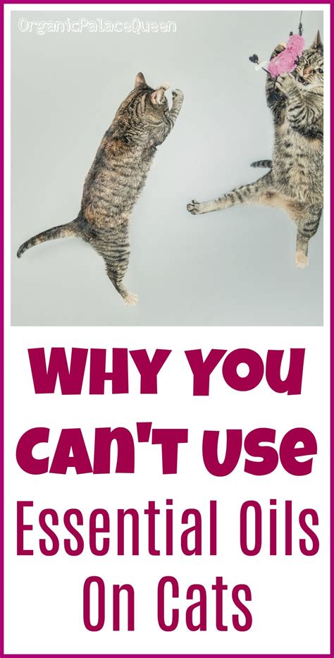 In today's video i will go over how to prepare for cat birth. Why You Can't Use Essential Oils On Cats | Essential oils ...