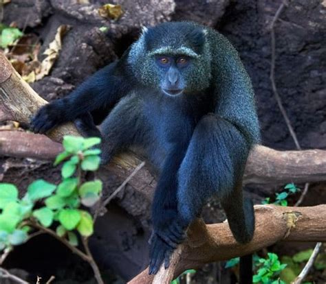 Blue Monkey Primates Mammals Different Types Of Monkeys East African