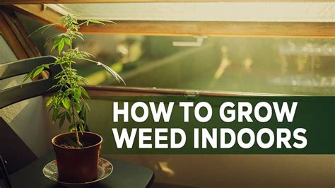 How To Grow Weed Indoors A Beginners Step By Step Guide Fresno Bee