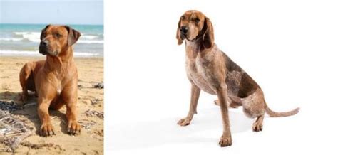 Rhodesian Ridgeback Vs Coonhound Breed Comparison