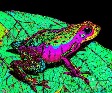 Rainbow Frog