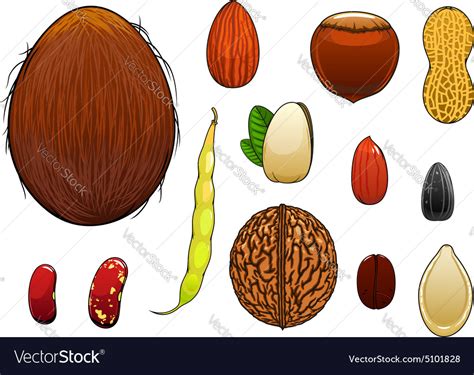 Realistic Nuts Seeds And Beans In Cartoon Style Vector Image