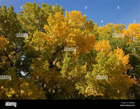 Fall Cottonwood Trees Hi Res Stock Photography And Images Alamy