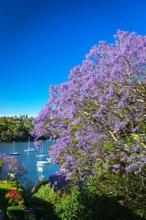 These trees stay small, so they fit nicely in most yards. Sydney Jacaranda Trees In Bloom | Jacaranda tree, Purple ...