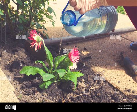 Watering A Flower Stock Photo Alamy