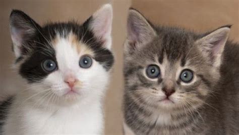 At this time, all of our animals are in the comfort of foster homes as our adoption center is currently closed to the public due to the pandemic. Ragdoll Kittens For Adoption In Illinois