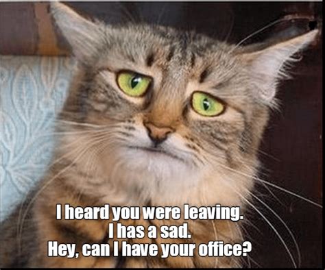 A Sad Lolcats Lol Cat Memes Funny Cats Funny Cat Pictures